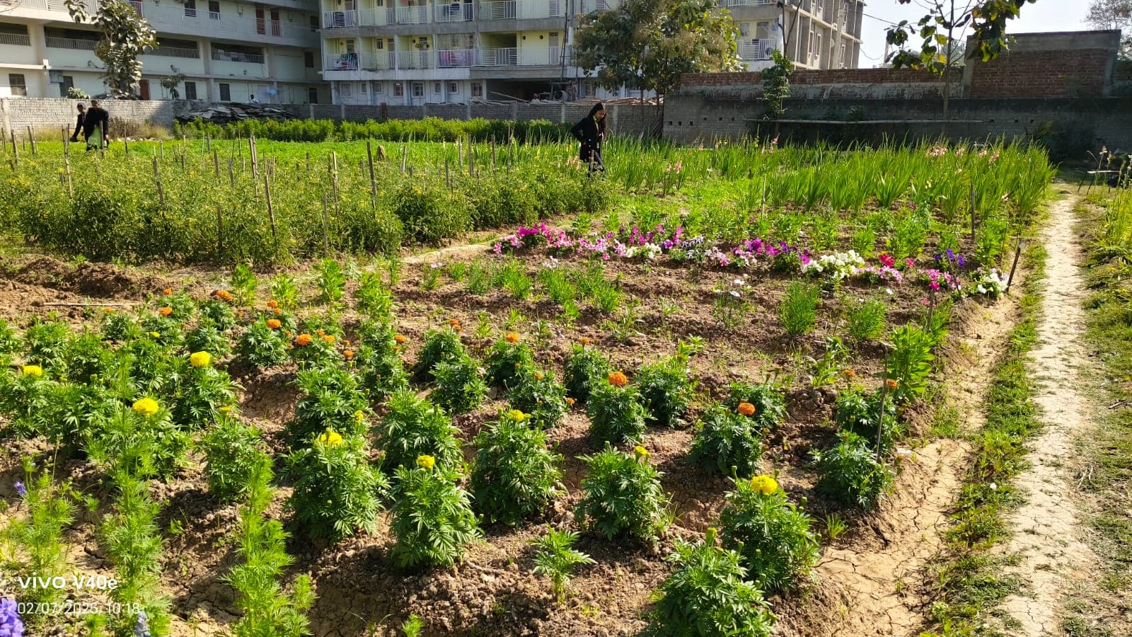 Mixed Floriculture Beds