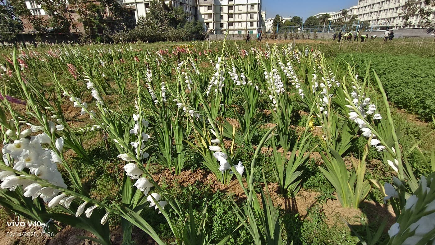 Gladiolus Farming
