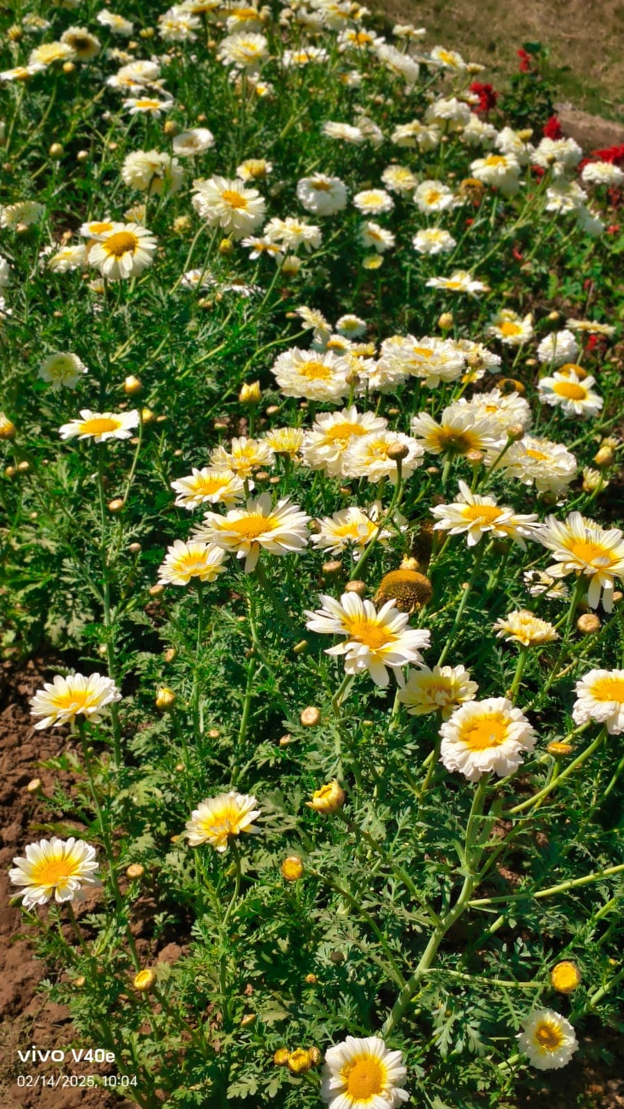 Chrysanthemum (Guldaudi) Farming